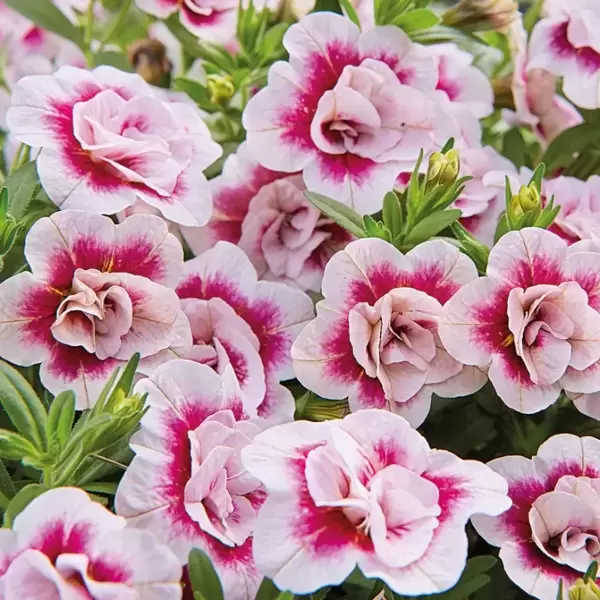 ***NEW*** Calibrachoa 'Can-Can® Double PinkTastic'