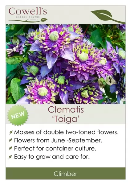 *NEW*  Clematis Taiga  *NEW*