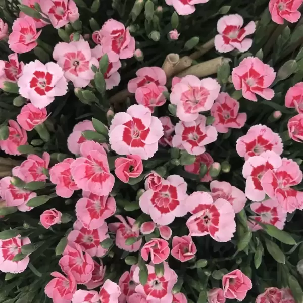 *NEW* - Dianthus Peach Party