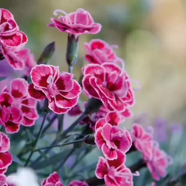 *NEW* - Dianthus Purple Wedding