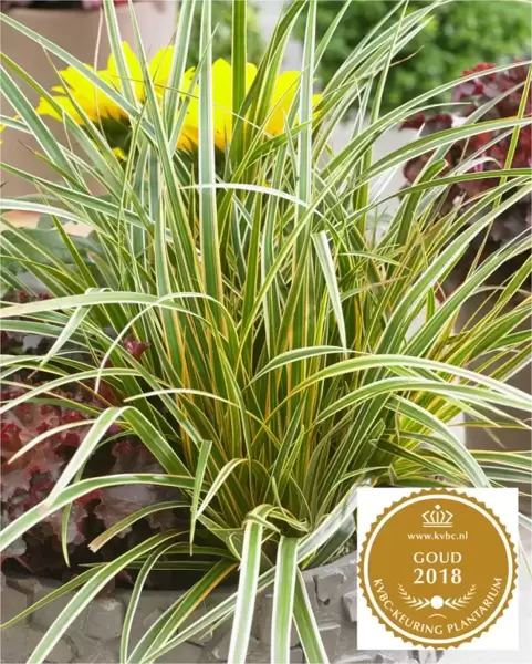 **NEW PLANT** Carex EverColor® ‘Everglow’