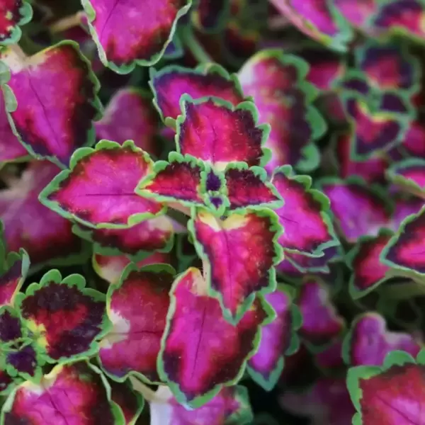 *** New Plant *** Coleus 'Great Falls'