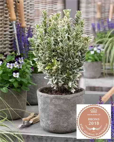 **NEW PLANT** Euonymus japonicus ‘White Spire’