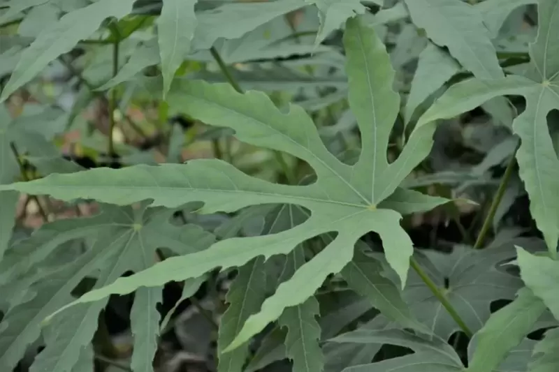 **NEW PLANT** Fatsia polycarpa ‘Green Fingers’®