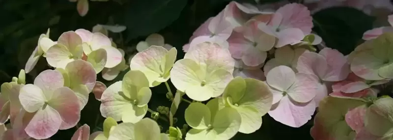 ***New Plant*** Hydrangea 'French Bolero'