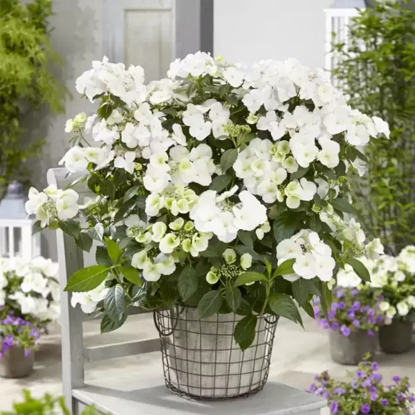 **NEW PLANT** Hydrangea 'Runaway Bride'