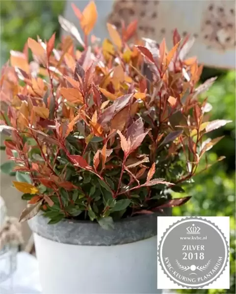 **NEW PLANT** Photinia fraseri 'Chico'