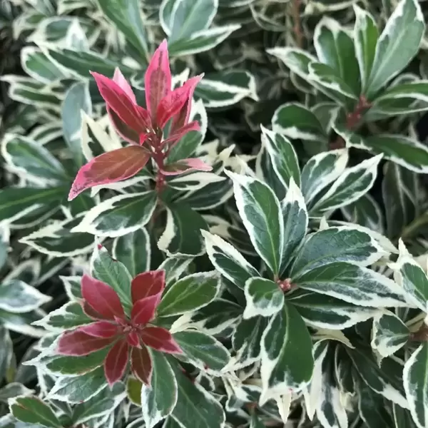 **NEW PLANT** Pieris japonica 'Little Frosty'