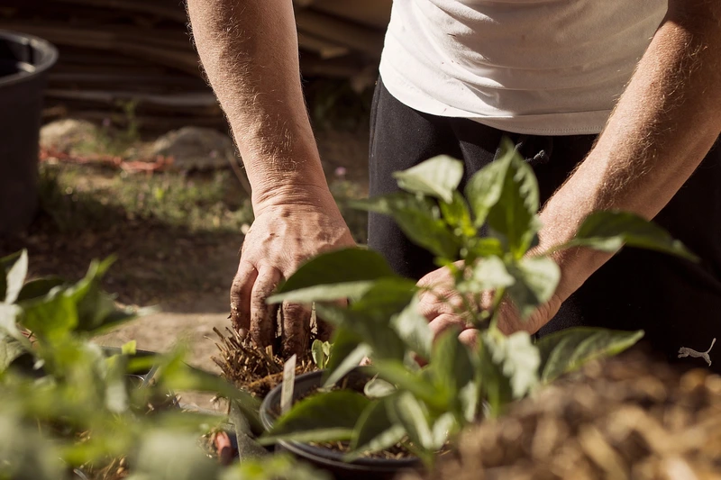 New Year's Garden Trends for 2023