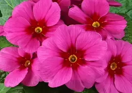 Our Top 5 favourite Primroses this year are...