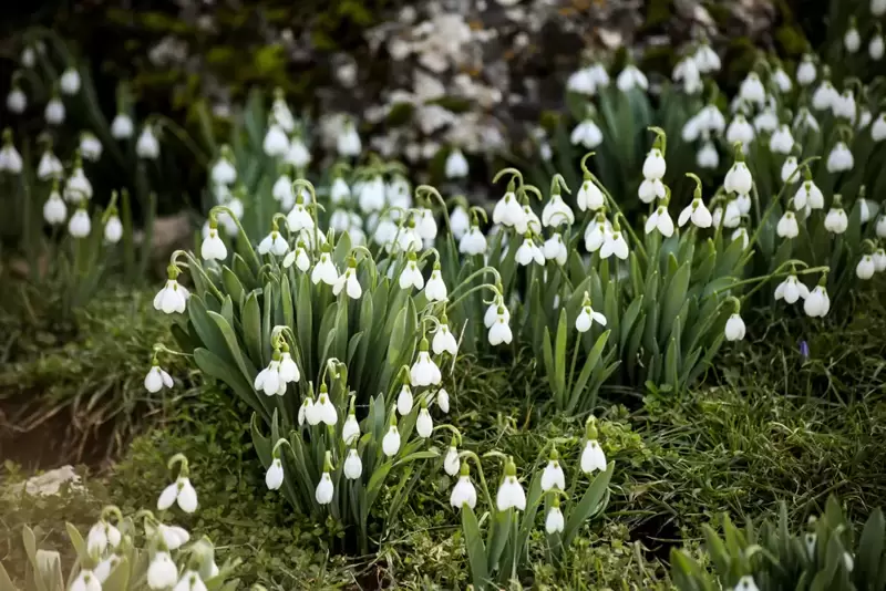 Over 80 gardens around the country are opening for the National Gardens Scheme Snowdrop Festival
