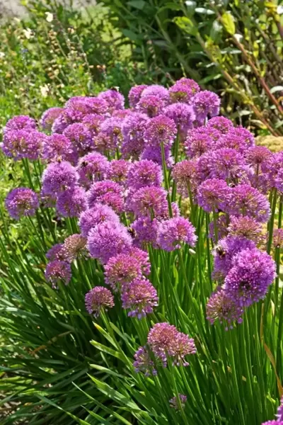 Perennial Plant of the Year® 2018 - Allium 'Millenium'