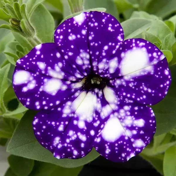 Petunia Night Sky®