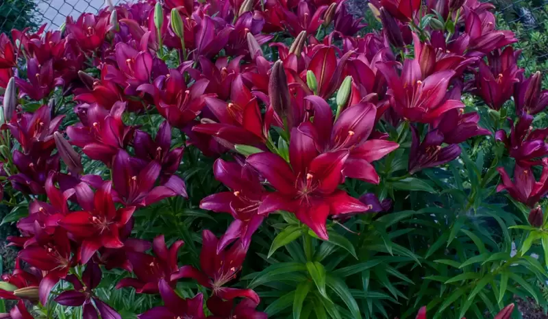 Plant Asiatic Lilies now