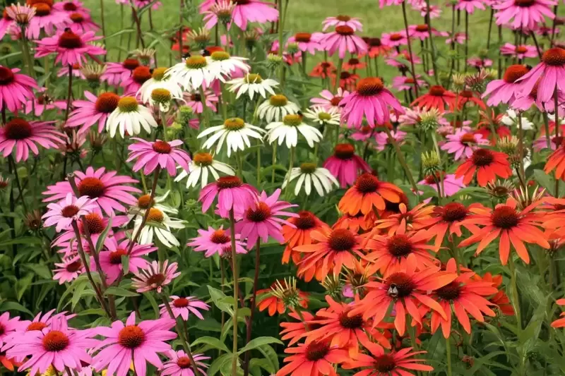 Plant of the month: Echinacea