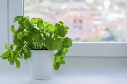 Plant of the Week: Basil