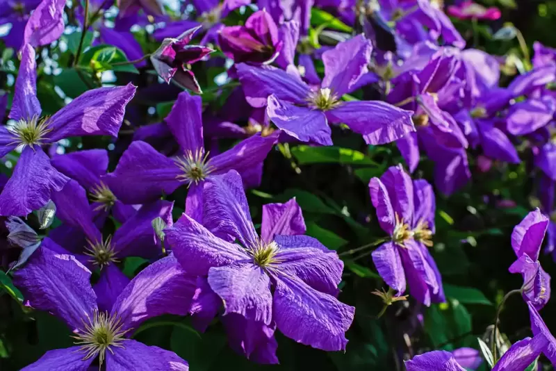 Plant of the Week: Clematis