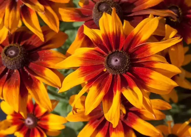 Plant of the Week: Rudbeckia SmileyZ®