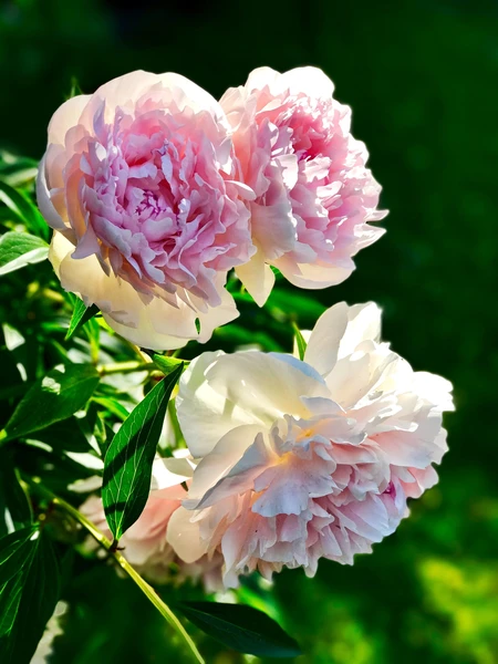 Plant Peonies Now for Years of Beautiful Flowers