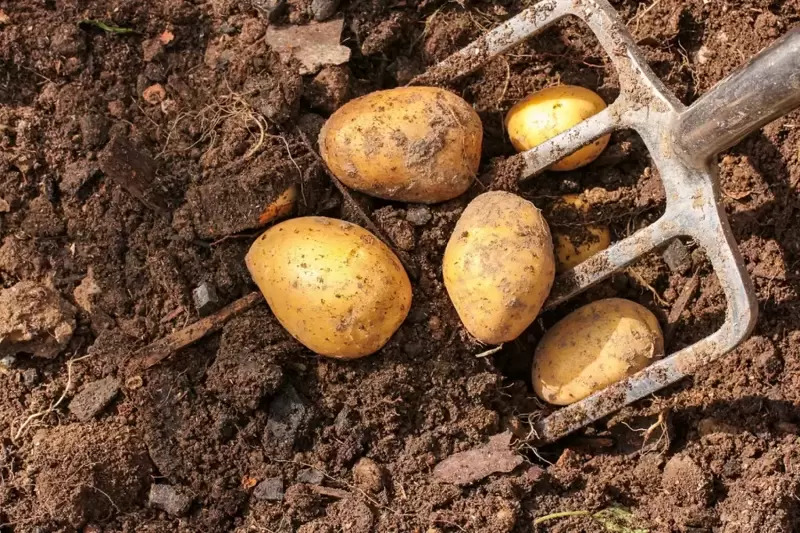 Plant your new potatoes now
