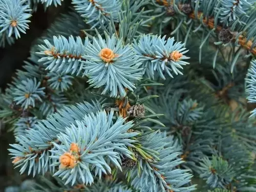 Plants of the moment: Festive conifers