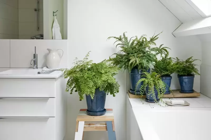 Plants that thrive in the bathroom