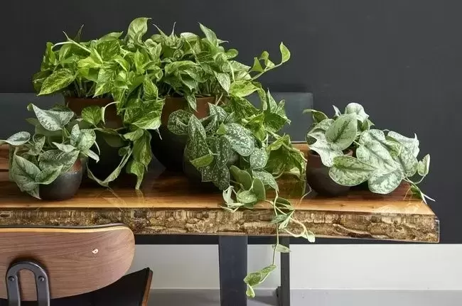 Pothos - Your Perfect Plant Partner!