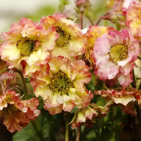 Pretticoats Peach Geum Is a Standout New Selection