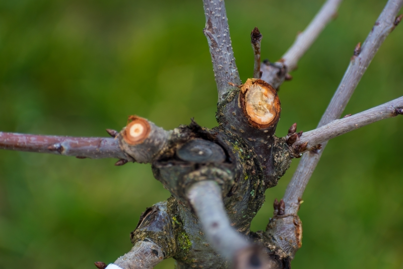 Pruning Plants In Autumn