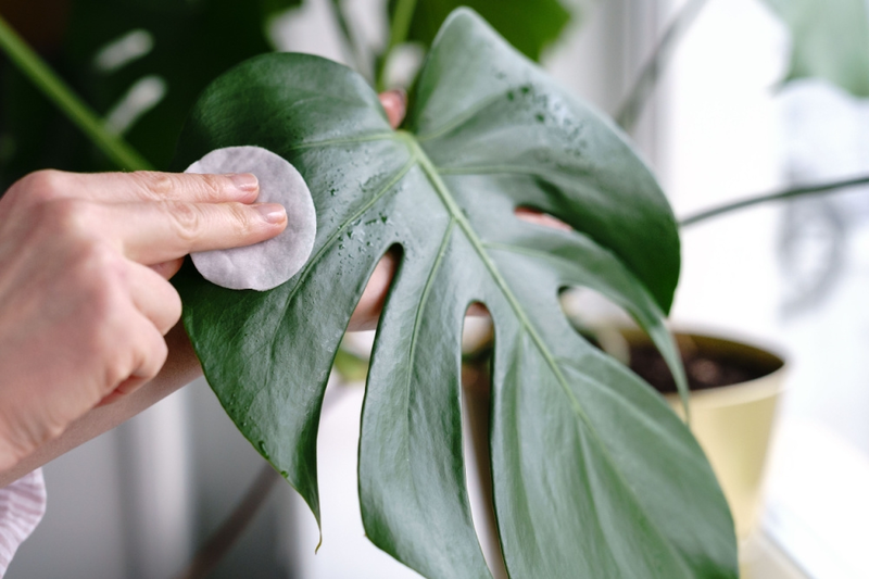 How to Clean your Houseplants