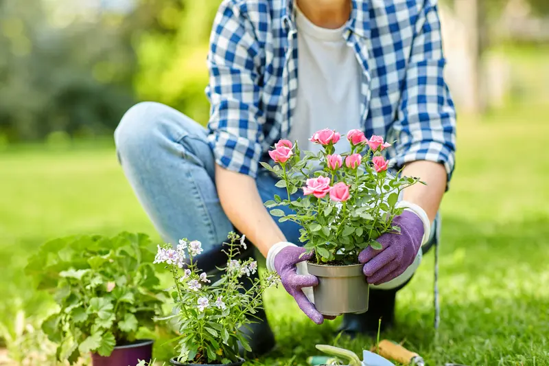 Roses for Every Garden