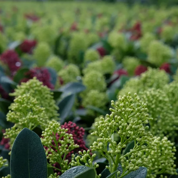Skimmia: Plant Now for Winter Interest