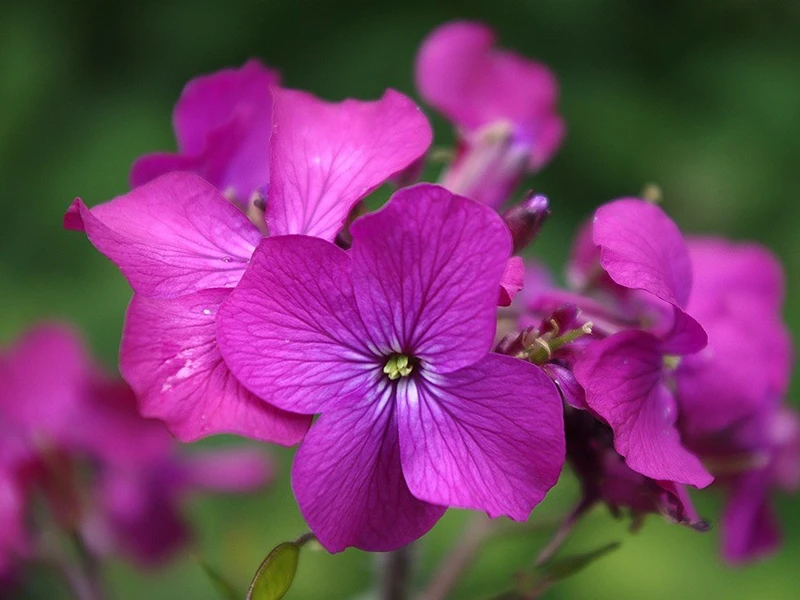 Sowing Biennials for Colour Next Year