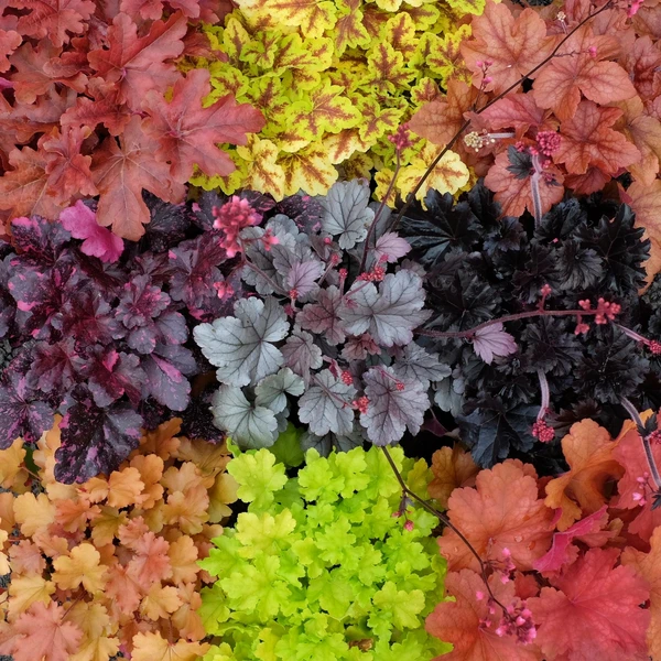 Spotlight On: Heuchera