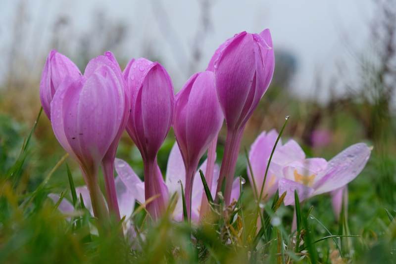 Spring-flowering Bulbs to Plant Now