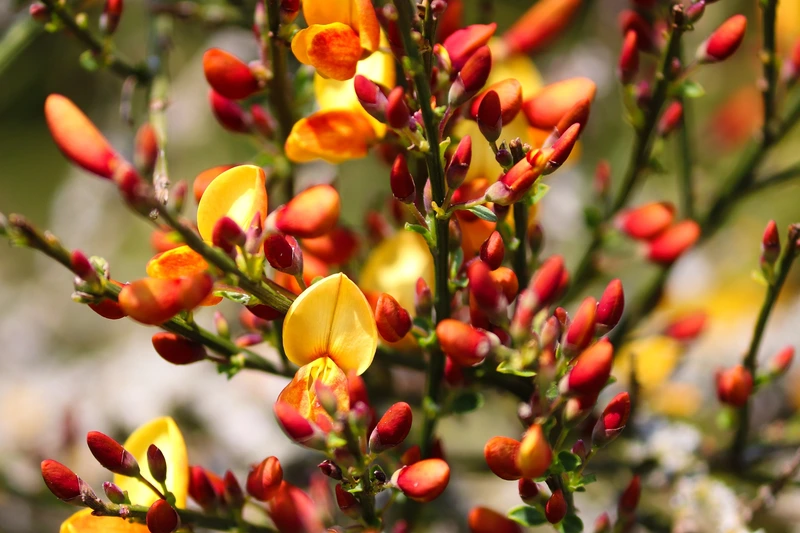 Spring Superstars: Cytisus