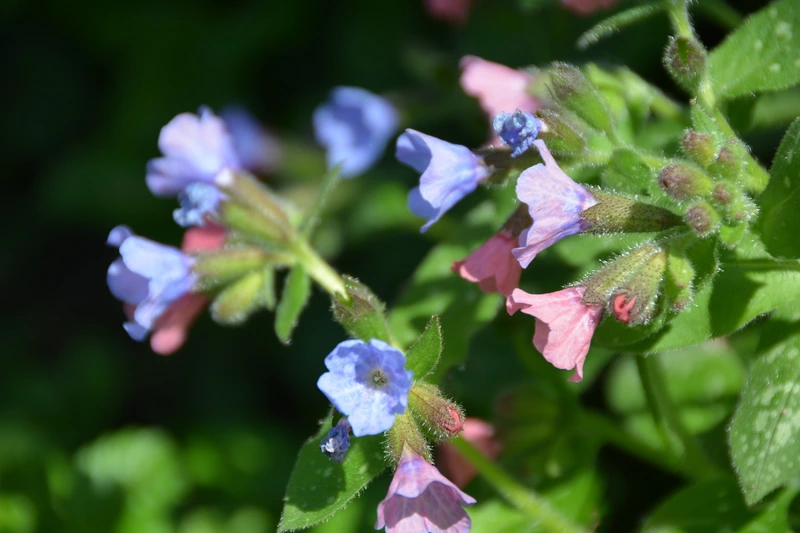 Spring Superstars: Pulmonaria