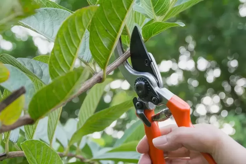 Summer and Winter Pruning