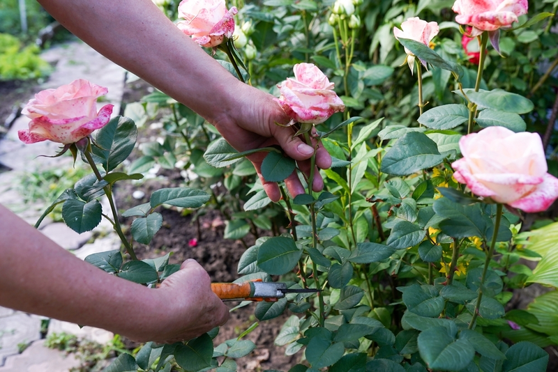 Summer Rose Care