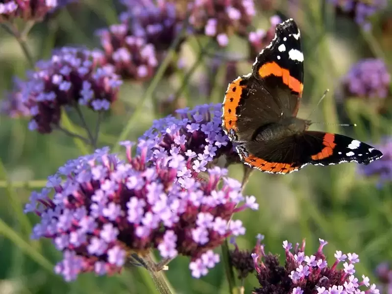 The arrival of fashionably late perennials