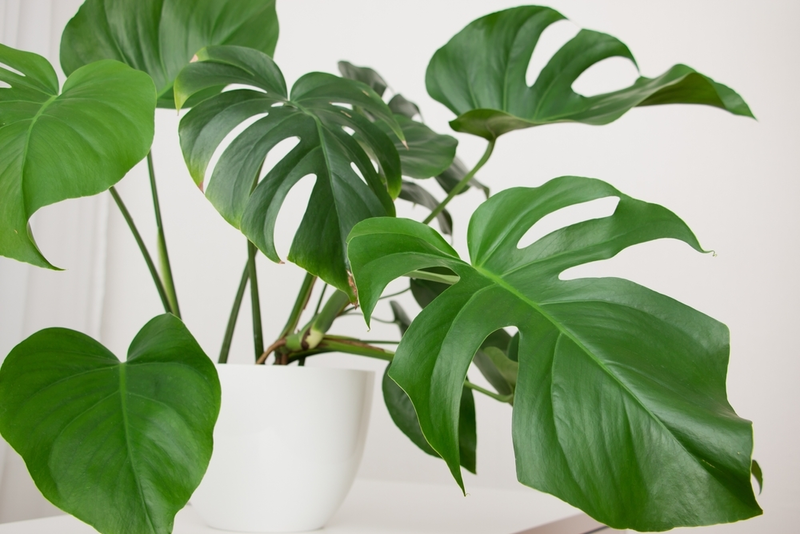 Top Tips for A Stunning Monstera