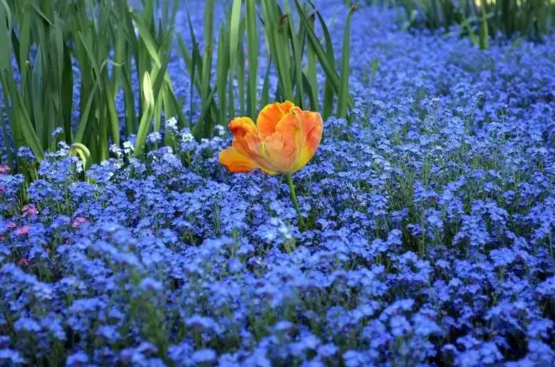 The joy of orange