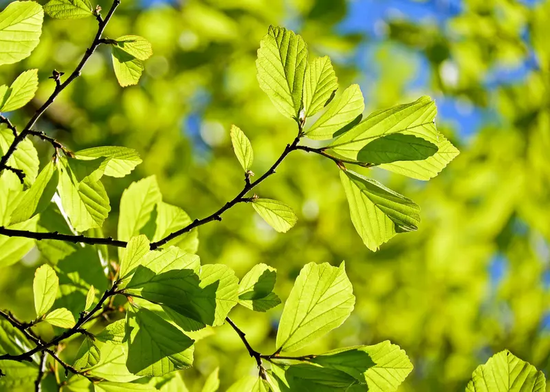 The Queen's Green Canopy