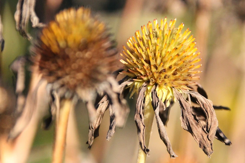 Tips on Cutting Back Perennials in Autumn