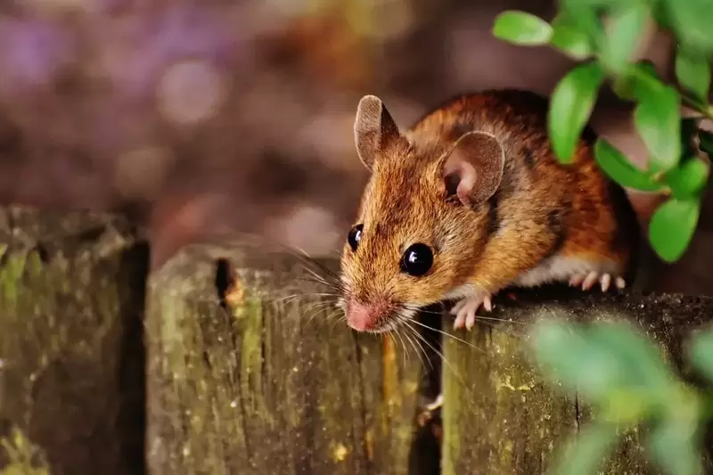 Tips on tackling mice in your garden