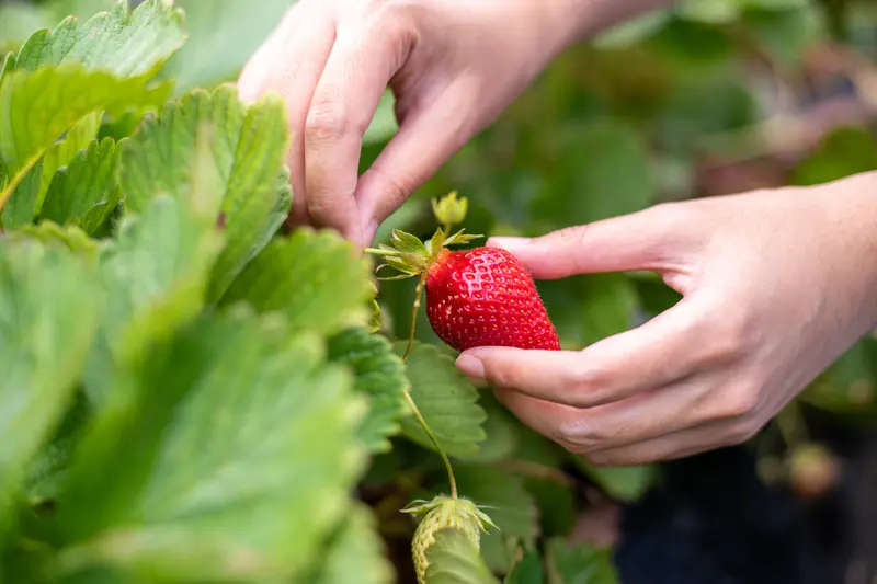 Top 15 Gardening Tips for June