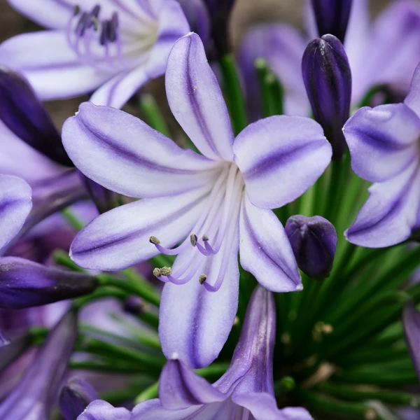 Agapanthus Poppin Star