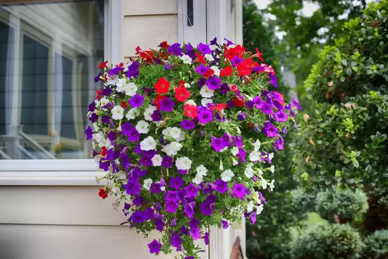 Top 5 Plants for Hanging Baskets