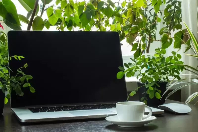 Top 5 Plants for your Home Office