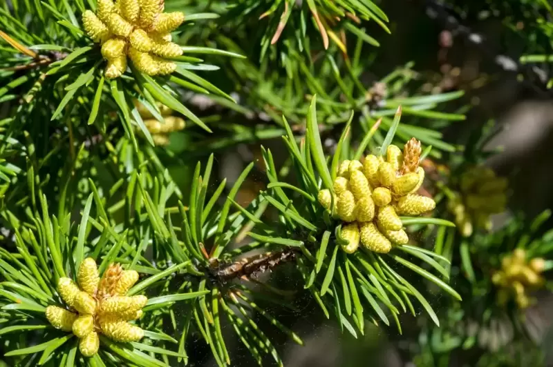 Top 5 Reasons to Grow Conifers